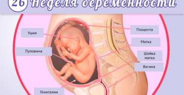 26 неделя беременности акушерская