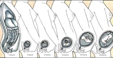 Размер матки на 9 неделе беременности