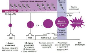 С какого дня цикла начинают стимуляцию овуляции эко