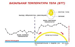 После овуляции температура тела